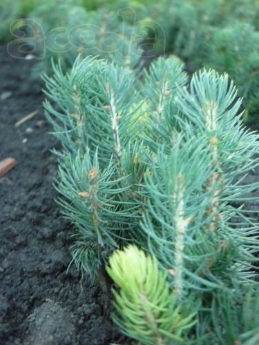 Сеянцы, саженцы хвойных растений из питомника